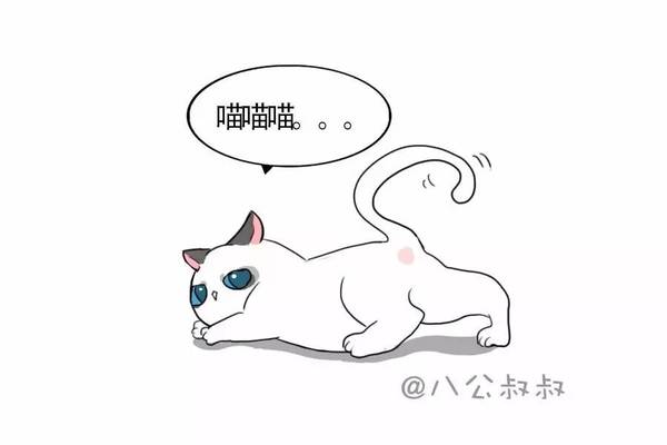 【涨姿势】关于给猫找对象,你需要了解的一些事.