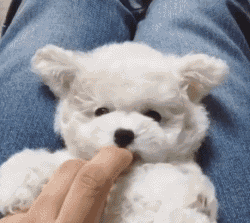 中华田园犬宝宝