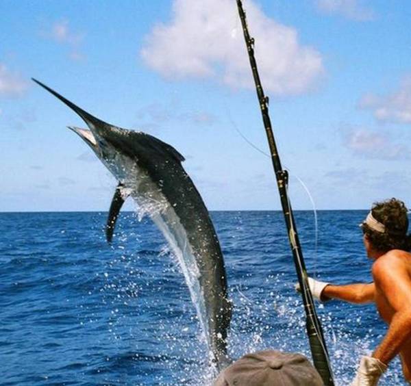 自由的鱼文案 a3k35y56823183205405.jpeg