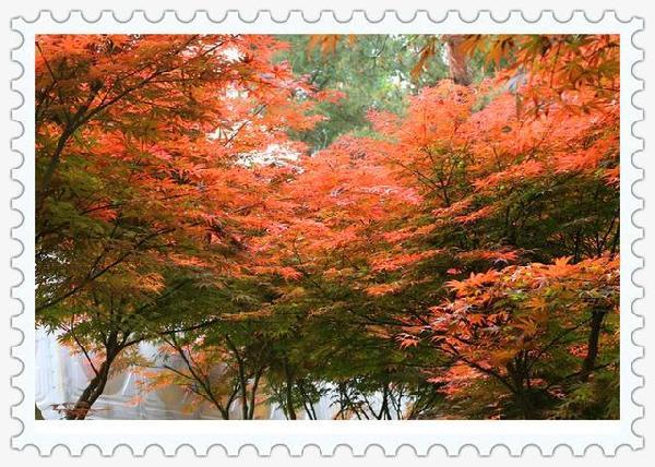 贵阳乌当新堡乡加拿大枫叶园开启旅游模式,去大理洱海看尽苍山洱海图片