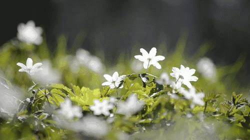 水里加点这个,植物5年翠绿不黄叶,简直神了!