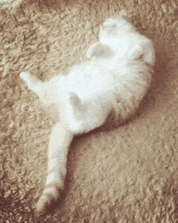 铲屎官们千万别点!这个小程序,有毒