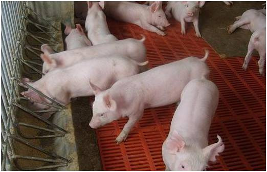 现在生猪多少钱一斤啊 a4j4l21244908918619.png