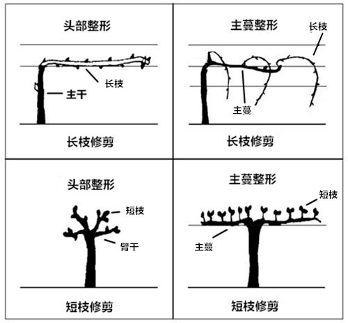 主蔓整形:经过主蔓整形的葡萄树也同样保留了主干,同时保留了1,2根