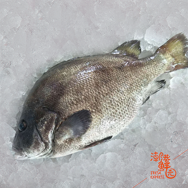(ps:而安徽特色传统名菜-包公鱼,是一种河里的黑鲫鱼。于1958年,毛泽东视察安徽时,名厨梁玉刚为主席做了红酥包河鲫鱼这道菜,深得赞赏。) 那如何做出一道完美的清蒸包公鱼呢? 除了食材,做好这三点也很重要 1.洗鱼 要特别注意清洗鱼腹内的黑膜和脊骨位置的鱼血,之后再用盐搓洗,这样可以很好地祛除腥气。