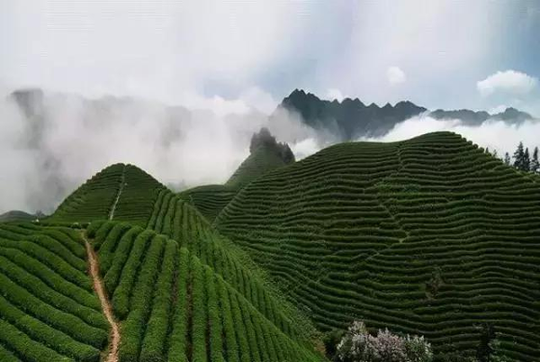 高山茶,平地茶要如何区分?
