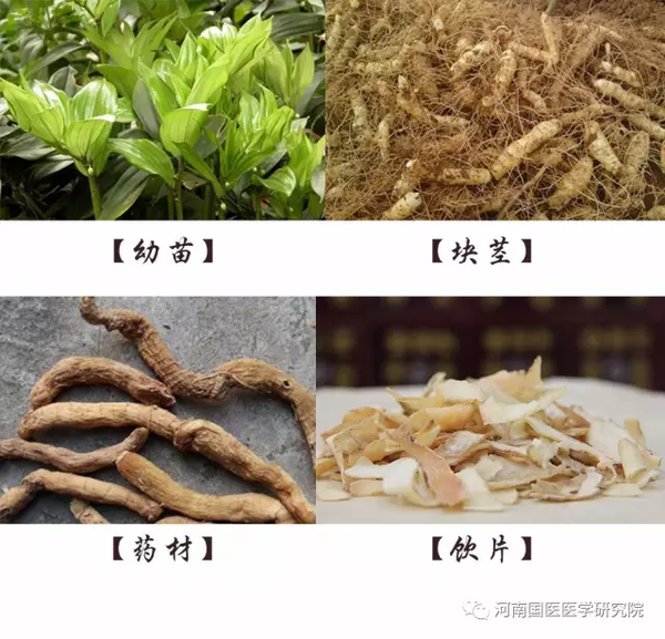 电脑上wap网:一味中草药—玉竹 确有专长-健康频道-手机搜狐