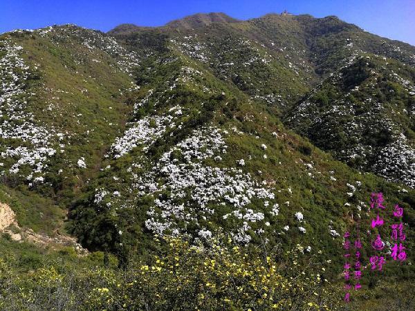 城外山里春不荒,漫山遍野龙柏芽绛山美如画