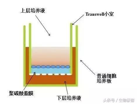transwell侵袭实验:原理就是用一层膜将高营养的培养液和低营养的培养