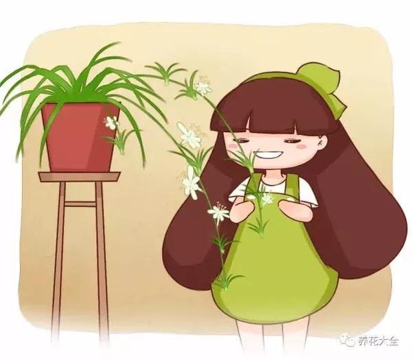 他养的吊兰文竹虎皮兰…年年开花,咋做到的?