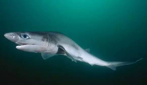 饥饿鲨鲨鱼排名_饥饿鲨所有鲨鱼图片(2)