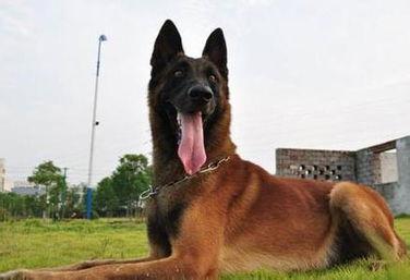 咬合力世界前三的警犬:中国马犬果然继承狼性