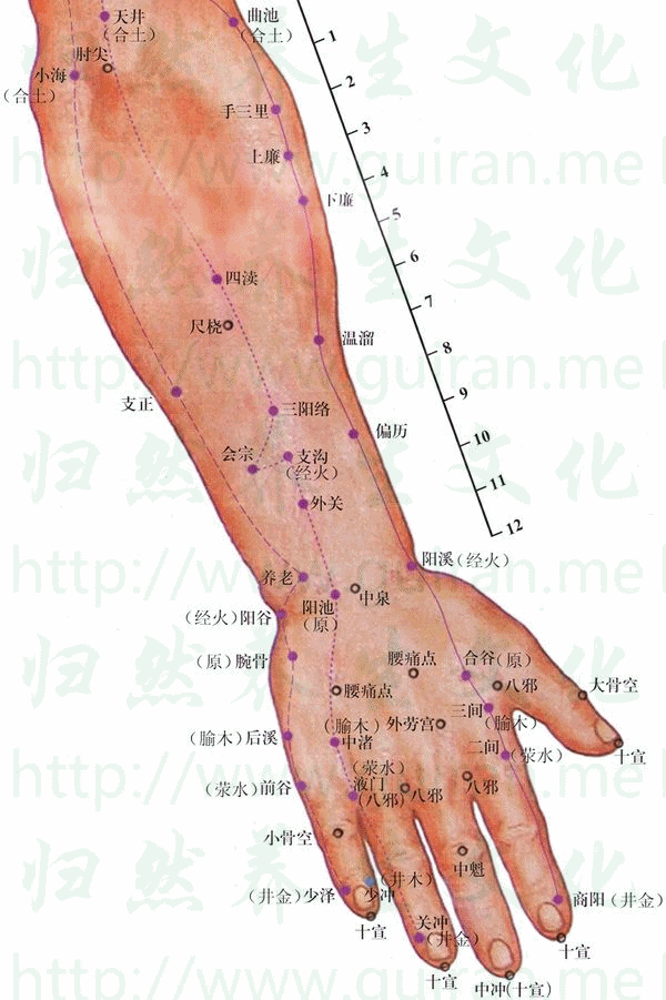12经,362穴,高清动态大图 详解
