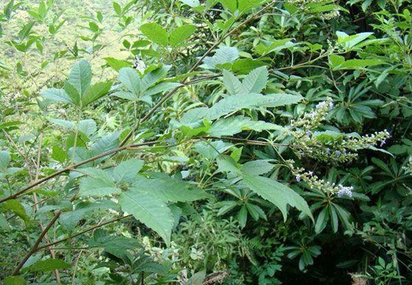 湿疹风疹挠不挠都难受,不值钱草药竟有效祛除湿气