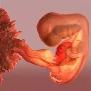 要讲明这个问题,必须先了解胎儿"脐带"的结构 " 胚胎第五周时脐带已