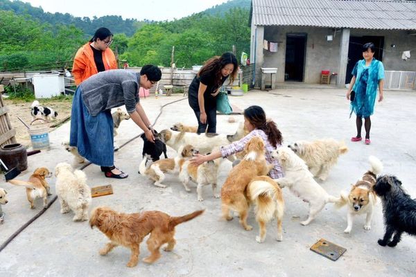 马鞍山张世珍:流浪狗的妈妈(组图)