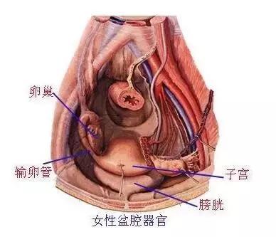 聊一聊"慢性盆腔痛"