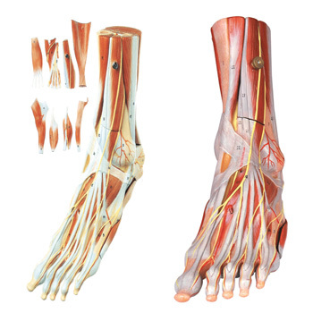 该模型由足部肌肉等9个部件组成,共有52个部位指示标志.