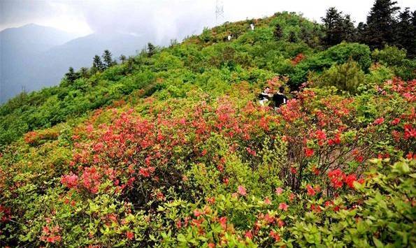 一个山顶开满映山红的地方;一个万载最高峰的地方;万亩野生杜鹃花可不