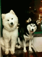 壁纸 动物 狗 狗狗 165_220 gif 动态图 动图