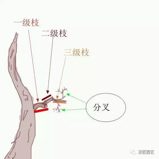 终于懂什么是一级枝,二级枝,三级枝了