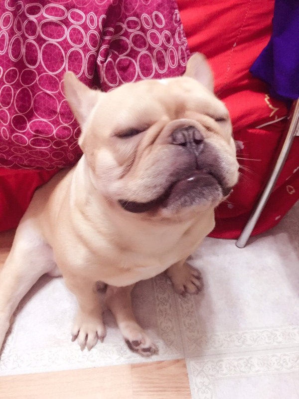 笑起来超疗愈的法斗犬!可爱到让人好想捏它的脸阿