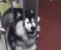 就这样的狗子,你还指望它能给你看家?