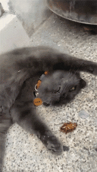 壁纸 动物 狗 狗狗 200_354 gif 动态图 动图