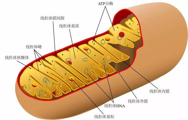 线粒体gdp_线粒体电镜图