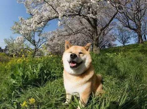 萌化了,柴犬的微笑太治愈了!给你一整天的好心情