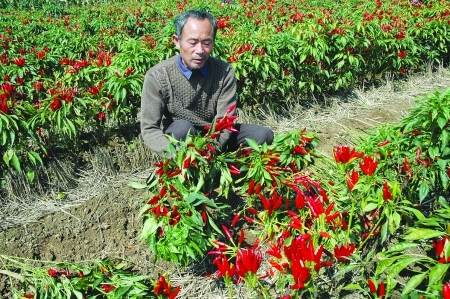 中国辣椒第一镇~临颍县王岗镇