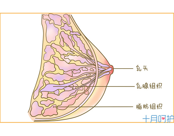 传言  :乳房不胀=奶水少?