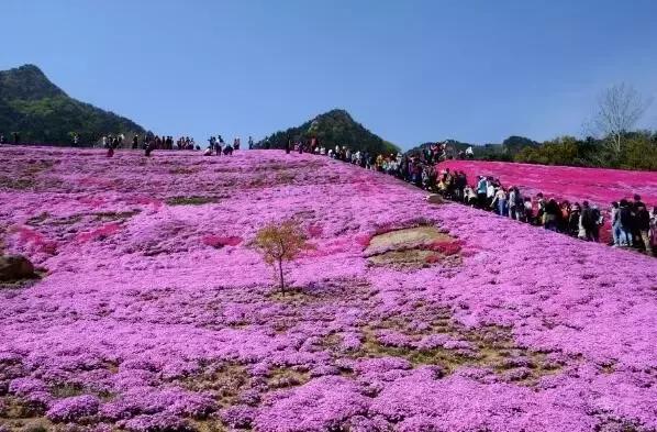 昆嵛山芝樱花海 田云东