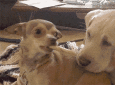 据说小小吉娃娃,博美的内心,都住着一只