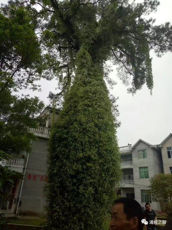 美丽乡村,石陂镇布墩村