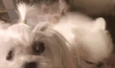 据说小小吉娃娃,博美的内心,都住着一只