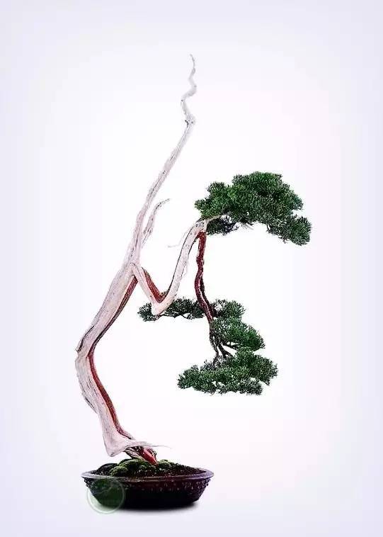 文人树