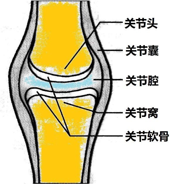 关节的结构模式图 关节灵活性的提高,主要是通过专项柔韧练习使关节