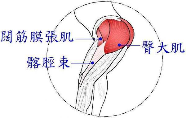 起点:髂骨翼外面,骶,尾骨背面及骶结节韧带 止点:股骨臀肌粗隆和髂胫