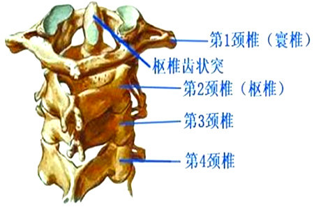 颈椎不适不一定是颈椎病,知道寰枢关节半脱位吗?