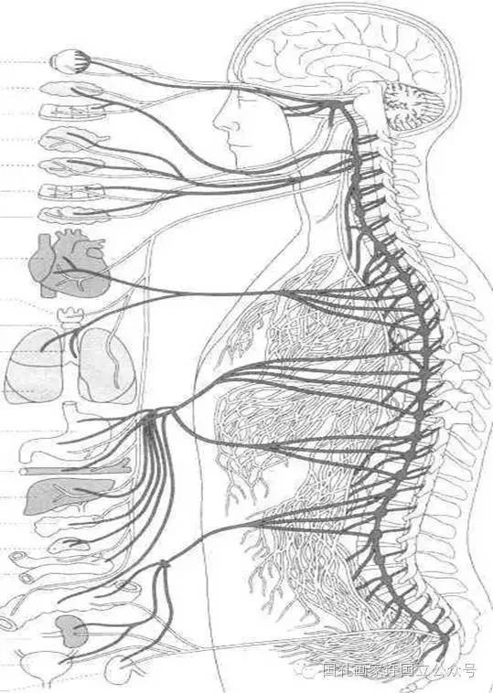 脊椎与神经的关系图
