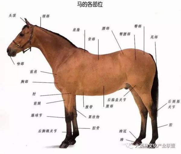 【知识】马各部位名称-体育频道-手机搜狐马君子也,马术王者的运动!