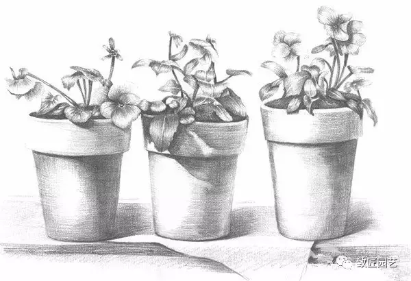 素描盆栽(盆景)的绘画教程