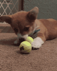 小柯基一听到主人喊洗澡,它的表情就亮了.