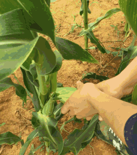 一万斤西瓜成熟时,任摘任食!仲有香瓜,白瓜,玉米,抓鸡