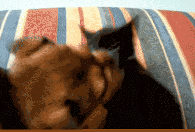 如今,人贩子也学上了这声东击西的招数, 用来诱拐小孩了!