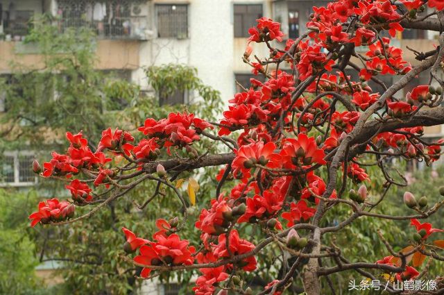 摄影欣赏:木棉花