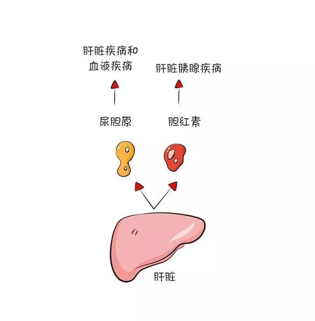 嗯,这些豚豚都很正常,昕爸最最关注的就是关于肝脏疾病的2个指标.