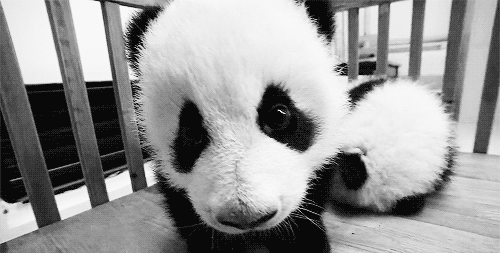 最酷萌 were panda knight,2017年6月23日(国际奥林匹克日),在大熊猫