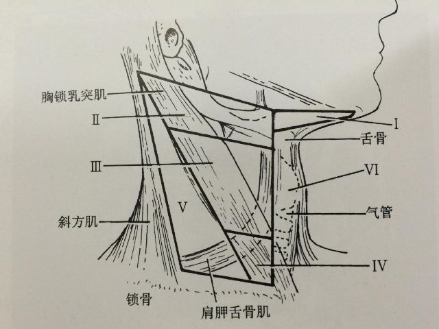 内界:双 颌下腺后缘之 后 外界:双 胸锁乳突肌后缘之 前.